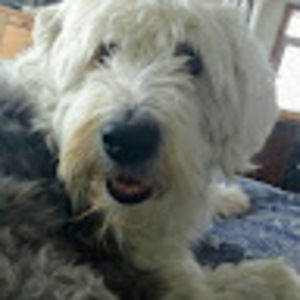 Meet your Posher, Carole